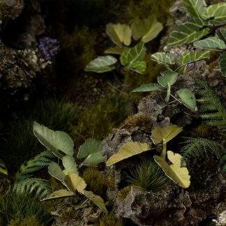 LASER PLANTS - ELEPHANT EAR